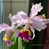 Cattleya Eva's Fábula Azúcar (jenmanii SA x rex)..